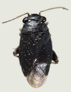 Chlamydatus monilipes, female