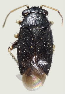 Chlamydatus monilipes, male