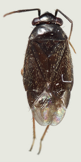Chlamydatus montanus, female