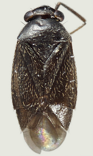 Chlamydatus montanus, male