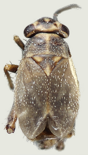 Chlamydatus opacus, male