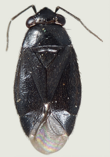 Chlamydatus uniformis, female