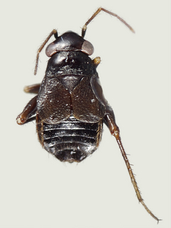 Chlamydatus wilkinsoni, female