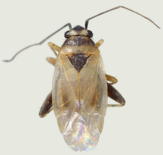 Europiella artemisiae, female