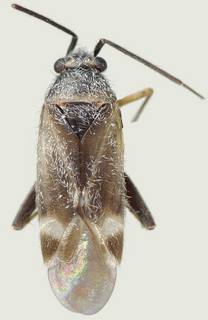 Europiella artemisiae, male