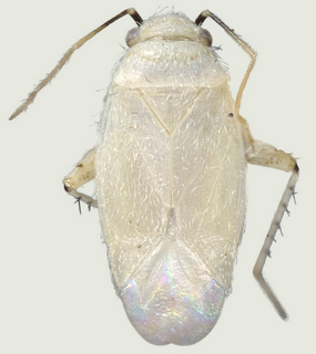 Europiella carvalhoi, female