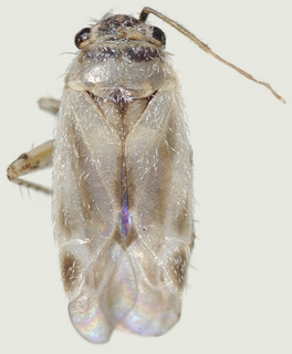 Europiella stigmosa, male