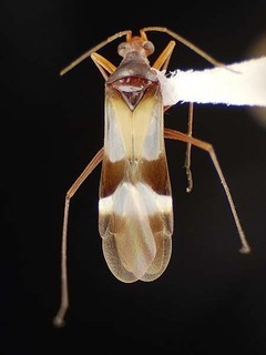 Coquillettia nigrithorax, AMNH PBI00063834
