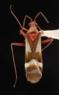 Coquillettia schwartzi, AMNH PBI00064089