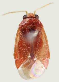 Phoenicocoris australis, female
