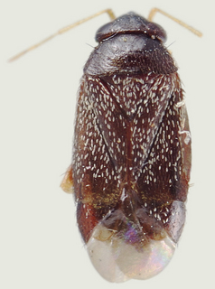 Phoenicocoris nevadensis, female