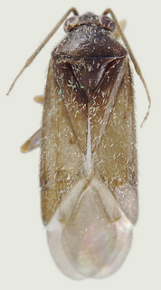 Phoenicocoris obscurellus, male