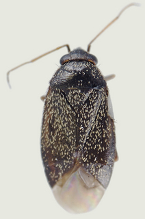 Phoenicocoris ponderosae, female