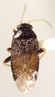 Phoenicocoris ponderosae, male