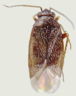 Phoenicocoris ponderosae, male
