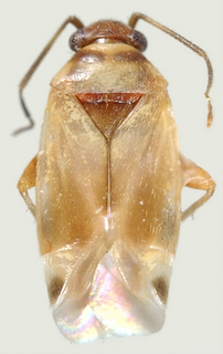 Tuxedo cruralis, female