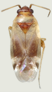 Tuxedo cruralis, female