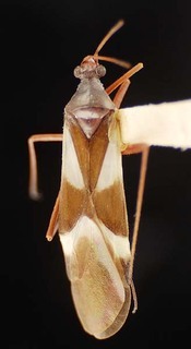 Coquillettia pergrandis, AMNH PBI00068885