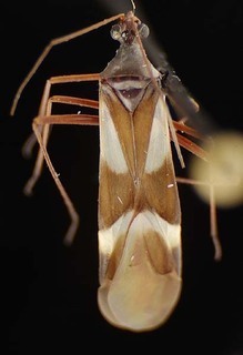 Coquillettia pergrandis, AMNH PBI00075394