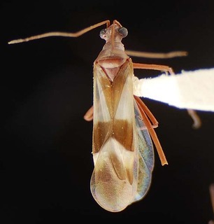 Coquillettia schuhi, AMNH PBI00079643