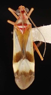 Coquillettia venusta, AMNH PBI00082742