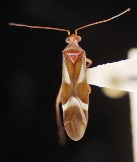 Coquillettia vicina, AMNH PBI00082780