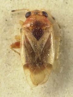 Gonoporomiris mirificus, AMNH PBI00085398