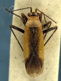 Lopidea bellula, AMNH PBI00085416