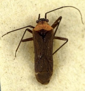 Lopidea bicolor, AMNH PBI00085417