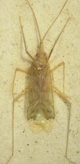 Malacocoris indicus, AMNH PBI00085423