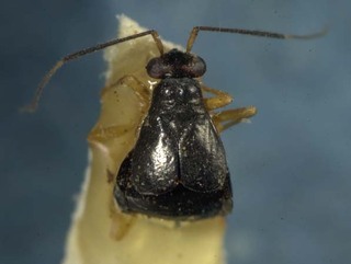 Mecomma pervinius, AMNH PBI00085427
