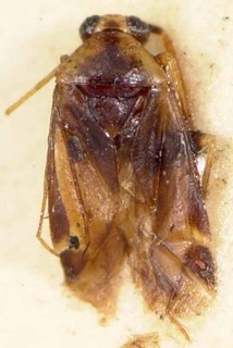 Orthotylus azalais, AMNH PBI00085435