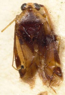 Orthotylus azalais, AMNH PBI00085435