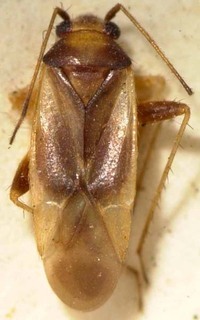Orthotylus kanakanus, AMNH PBI00085440
