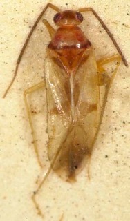Paraproba fasciata, AMNH PBI00085453