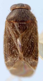 Campylomma leucochila, AMNH PBI00085575