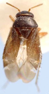 Campylomma odhiamboi, AMNH PBI00085573