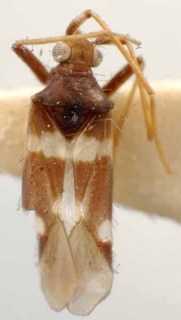 Hallodapus albofasciatus, AMNH PBI00085565