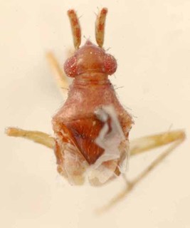Hallodapus discriminatus, AMNH PBI00085544