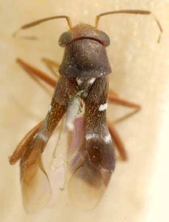 Pilophorus typicus, AMNH PBI00085509