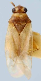 Tytthus parviceps, AMNH PBI00085520