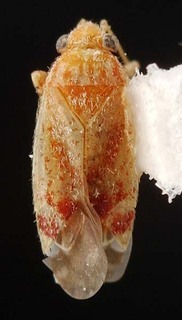 Ancoraphylus mariala, AMNH PBI00087126