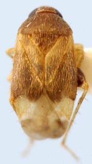 Decomioides bacchusi, AMNH PBI00085625