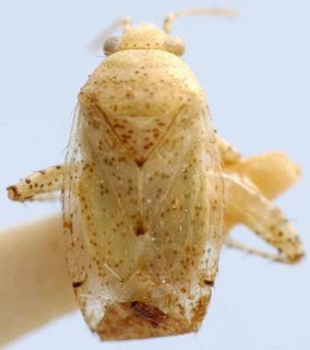 Moissonia nigropunctata, AMNH PBI00085607