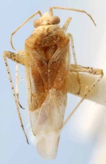 Solenoxyphus alkani, AMNH PBI00085579