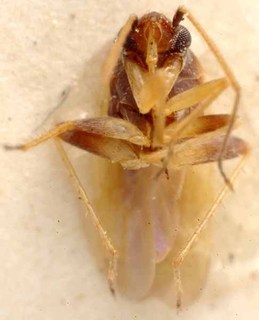 Sthenaridea mahensis, AMNH PBI00085592
