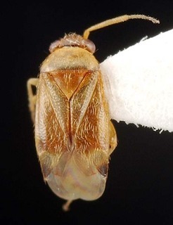 Xiphoidellus dumosus, AMNH PBI00087092