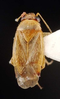 Xiphoidellus dumosus, AMNH PBI00087093