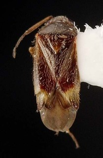 Xiphoidellus furvus, AMNH PBI00087112