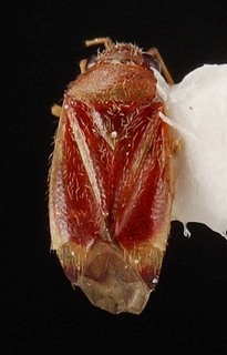 Xiphoidellus furvus, AMNH PBI00087113